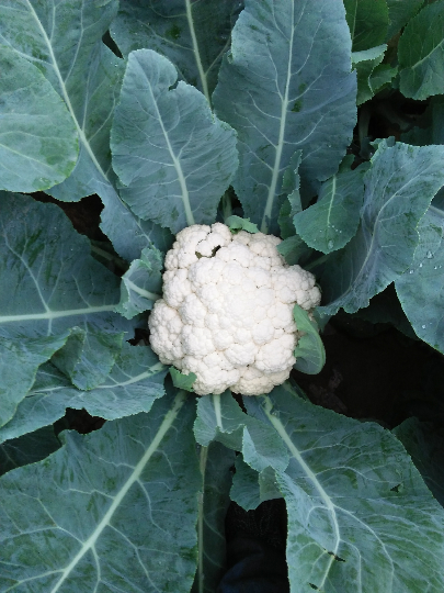 最新有機菜花價格行情動態更新,市場走勢與價格分析