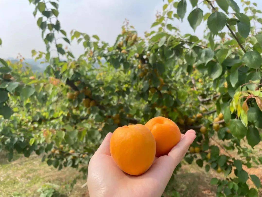 杏吧資訊速遞，引領(lǐng)時尚潮流，傳遞熱門信息的新高地門戶