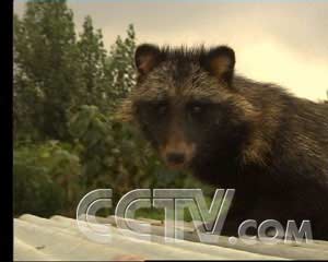 貉子最新價(jià)格行情更新，市場走勢分析