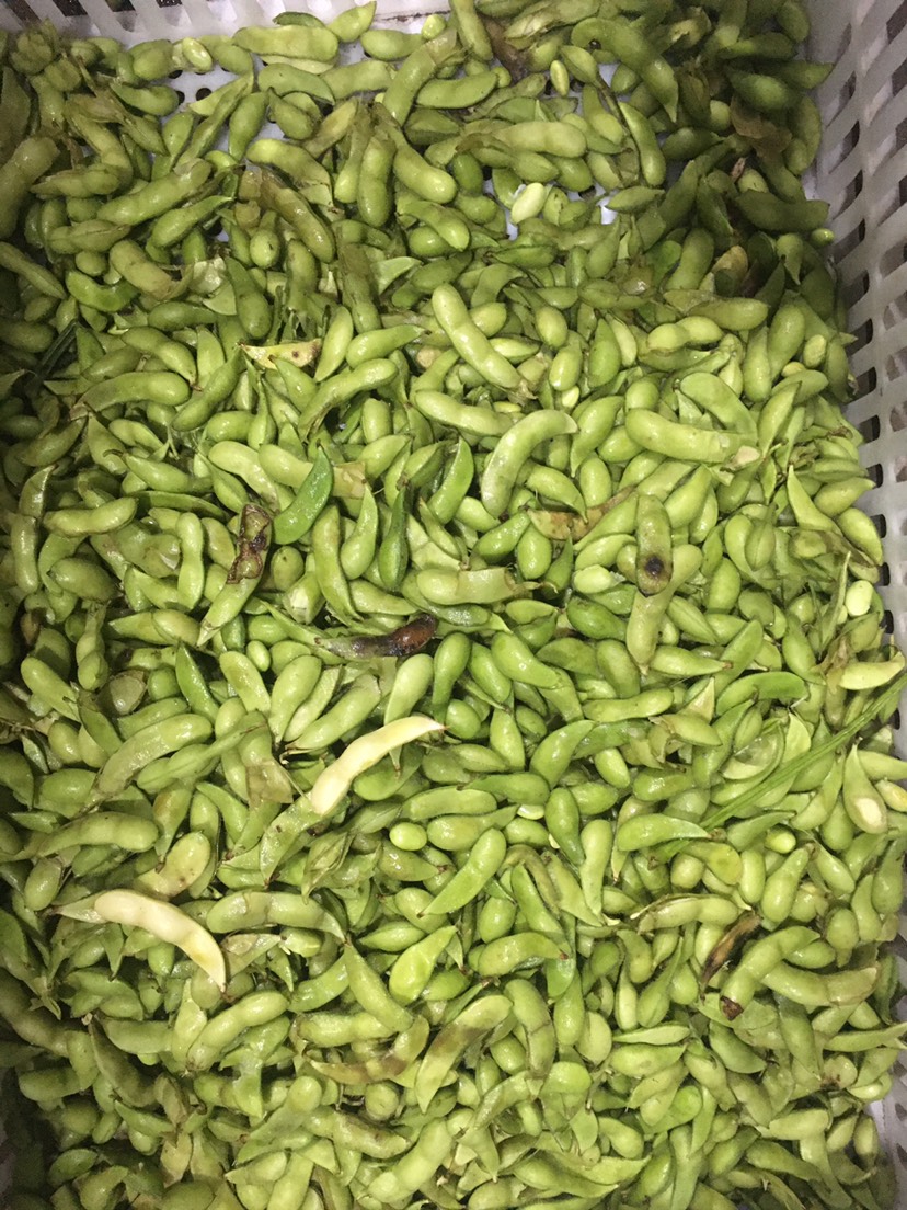 海南毛豆價格最新行情，友情故事與實時市場動態