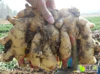 今日山東生姜價(jià)格行情,今日山東生姜價(jià)格行情，變化中的學(xué)習(xí)，賦予我們力量