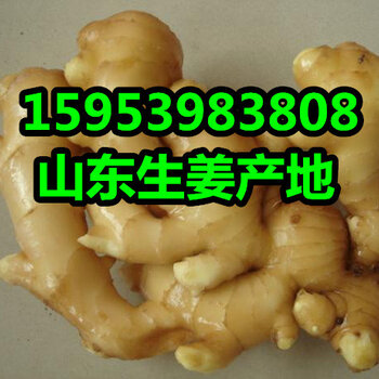 今日山東生姜價(jià)格行情,今日山東生姜價(jià)格行情,變化中的學(xué)習(xí),賦予我們力量