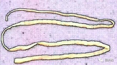 基因港NAD+最新動態及其解讀