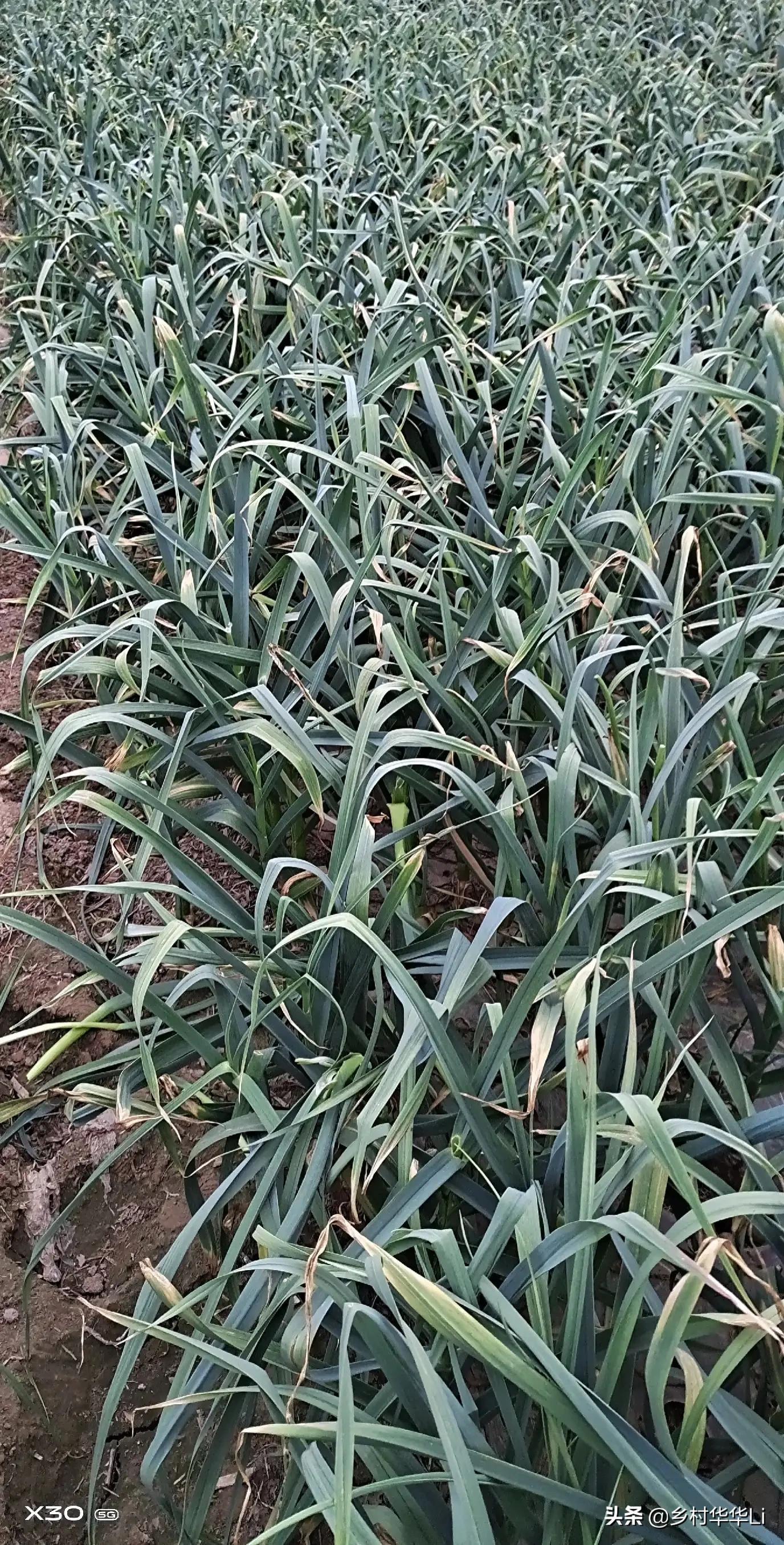 白蒜行情深度解析,市場走勢、種植前景與案例分析探討