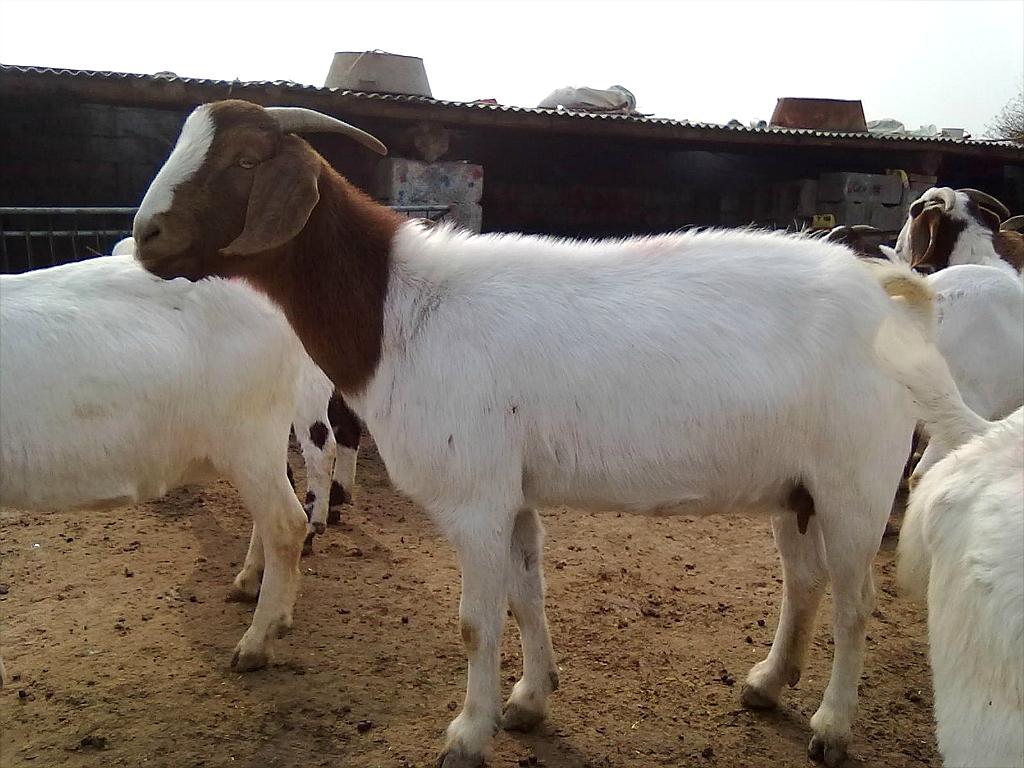 山羊價格，歷史背景、重要事件與地位探究