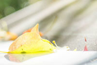 骨骼之下的傳奇,骷髏動漫的勵志故事