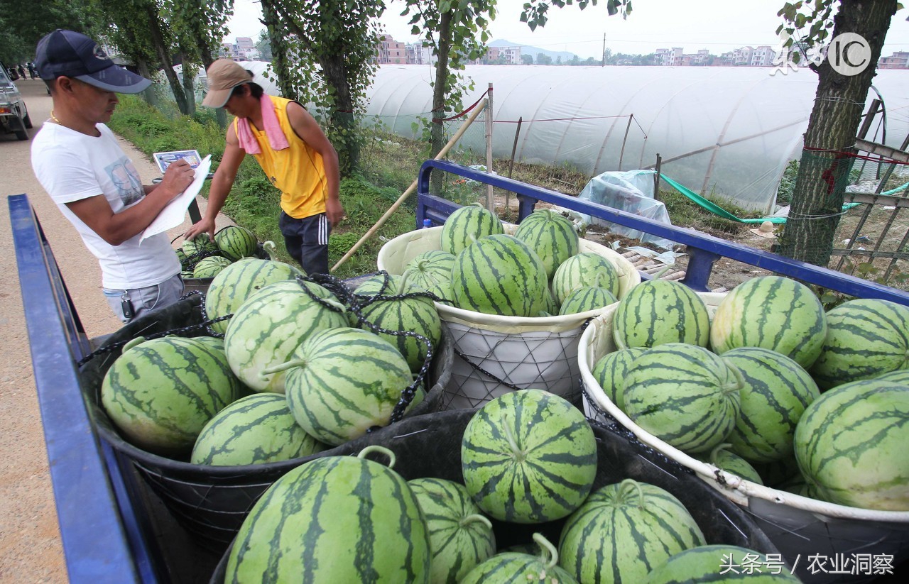 西瓜產地價格最新動態,最新行情報告