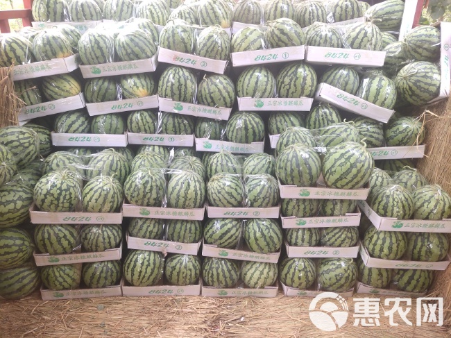 西瓜產地價格最新動態,最新行情報告