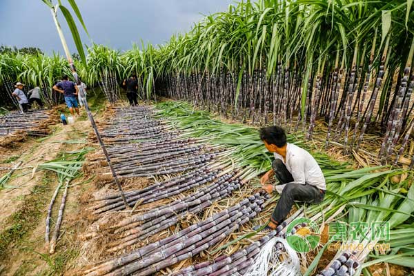 甘蔗行情深度解析，揭秘甜蜜商機(jī)，開啟甜蜜事業(yè)之門！