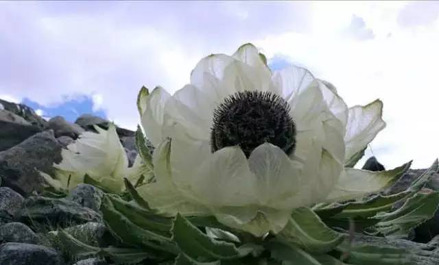 天山野生雪蓮，傳奇價(jià)值與地位的獨(dú)特價(jià)格