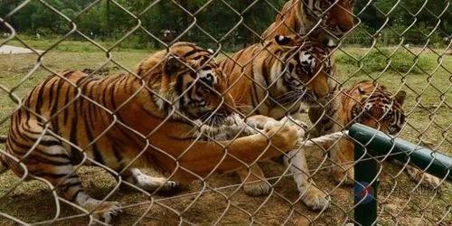 寧波老虎襲擊事件最新進展，城市日常中的溫情與友情力量