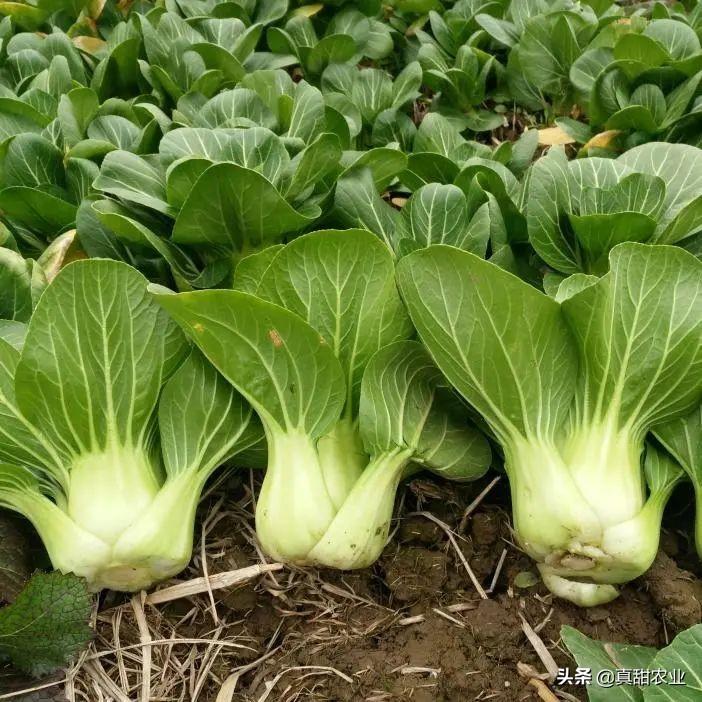 上海青最新價格行情，時代脈絡下的市場波動