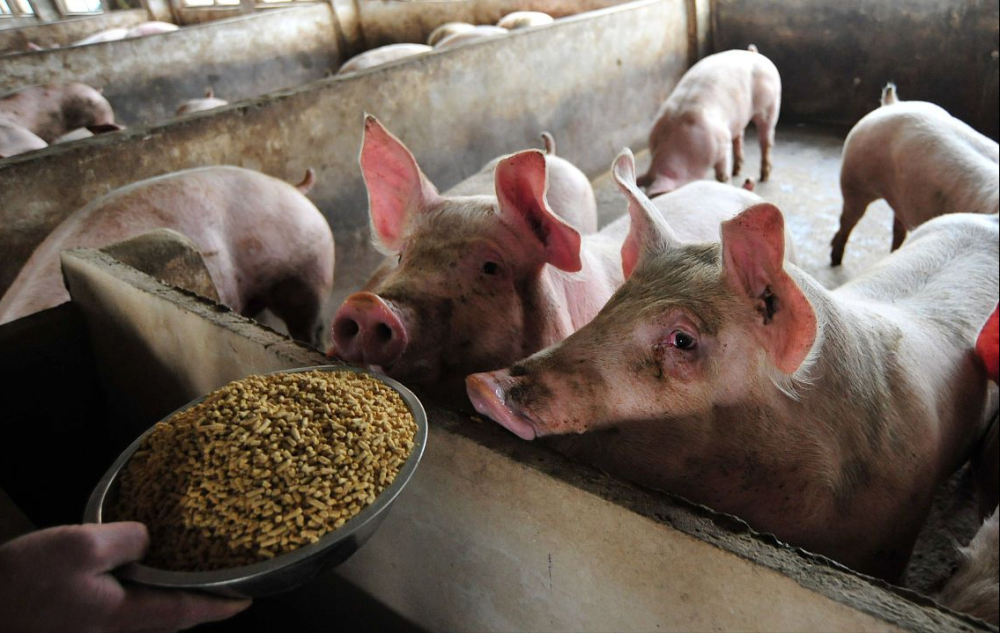 今日最新豬價,時代的觀察與影響分析