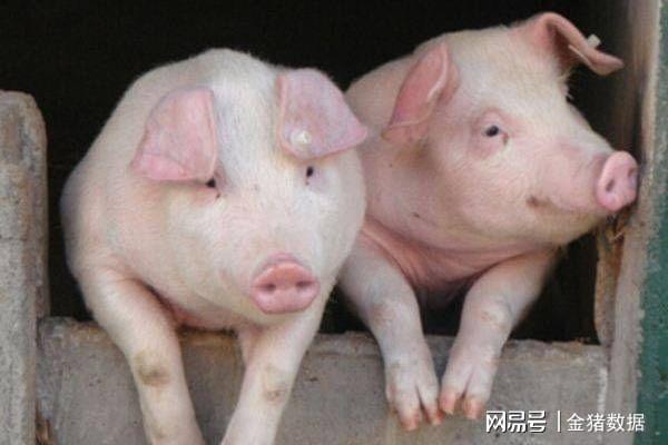 今日最新豬價,時代的觀察與影響分析