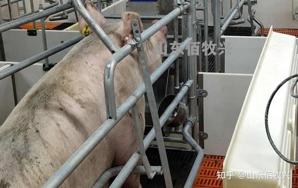 “最新母豬產(chǎn)床技術(shù)”,最新母豬產(chǎn)床技術(shù),一場技術(shù)與自信的革新之旅