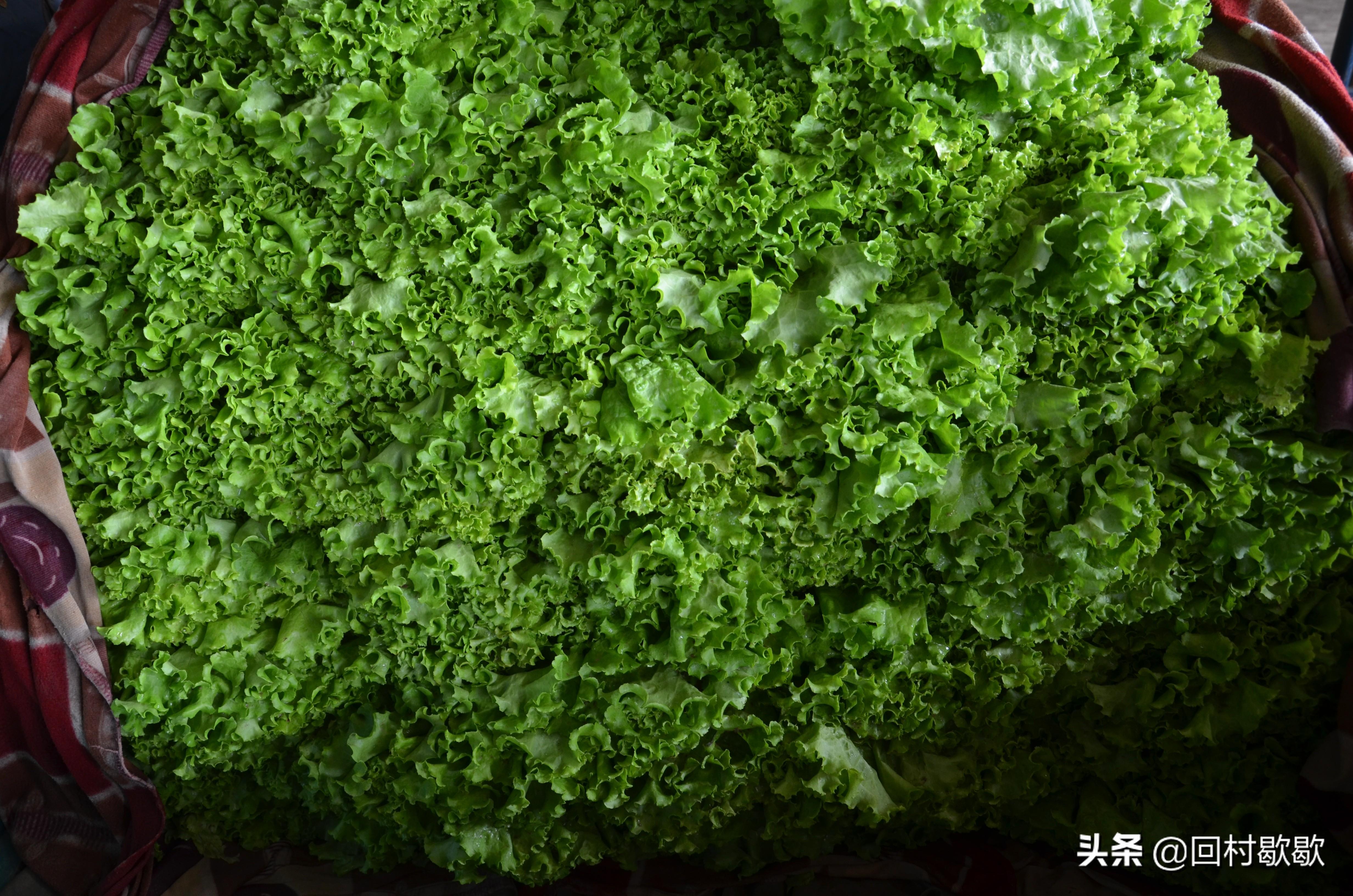 科技引領新生活，最新菜花價格行情實時掌握