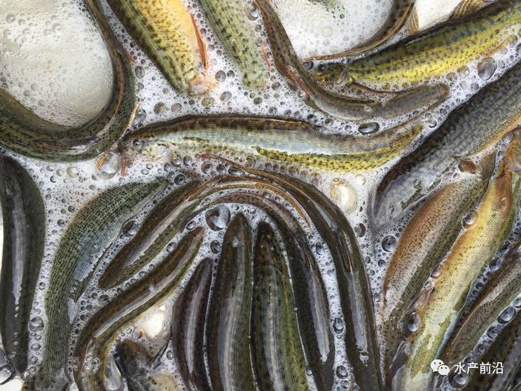 臺(tái)灣泥鰍價(jià)格最新動(dòng)態(tài)報(bào)告，最新行情解析