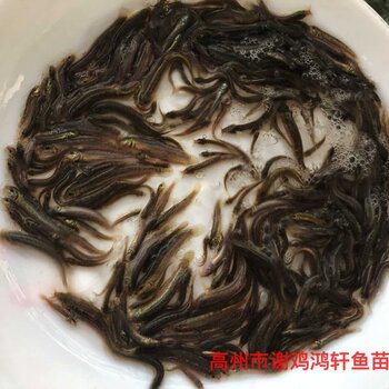 臺(tái)灣泥鰍價(jià)格最新動(dòng)態(tài)報(bào)告,最新行情解析