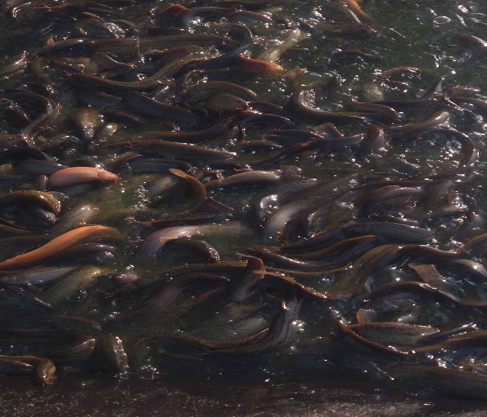 臺(tái)灣泥鰍價(jià)格最新動(dòng)態(tài)報(bào)告,最新行情解析