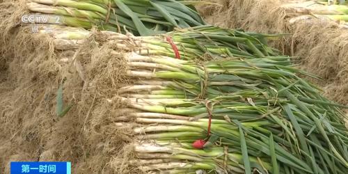 今日大蔥價(jià)格最新行情,今日大蔥價(jià)格最新行情詳解,如何獲取與分析大蔥價(jià)格信息