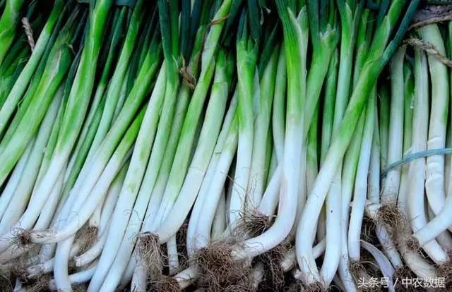 今日大蔥價(jià)格最新行情,今日大蔥價(jià)格最新行情詳解,如何獲取與分析大蔥價(jià)格信息