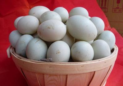 鴨蛋價格行情與探索自然美景的旅行之旅