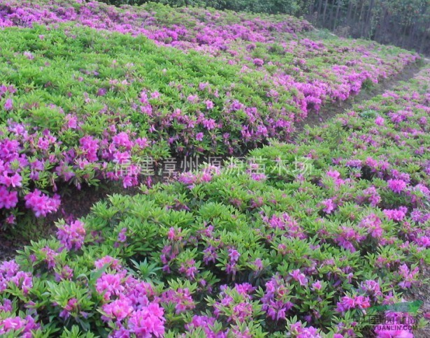 毛杜鵑價(jià)格,毛杜鵑價(jià)格大解密你的省錢攻略來了!