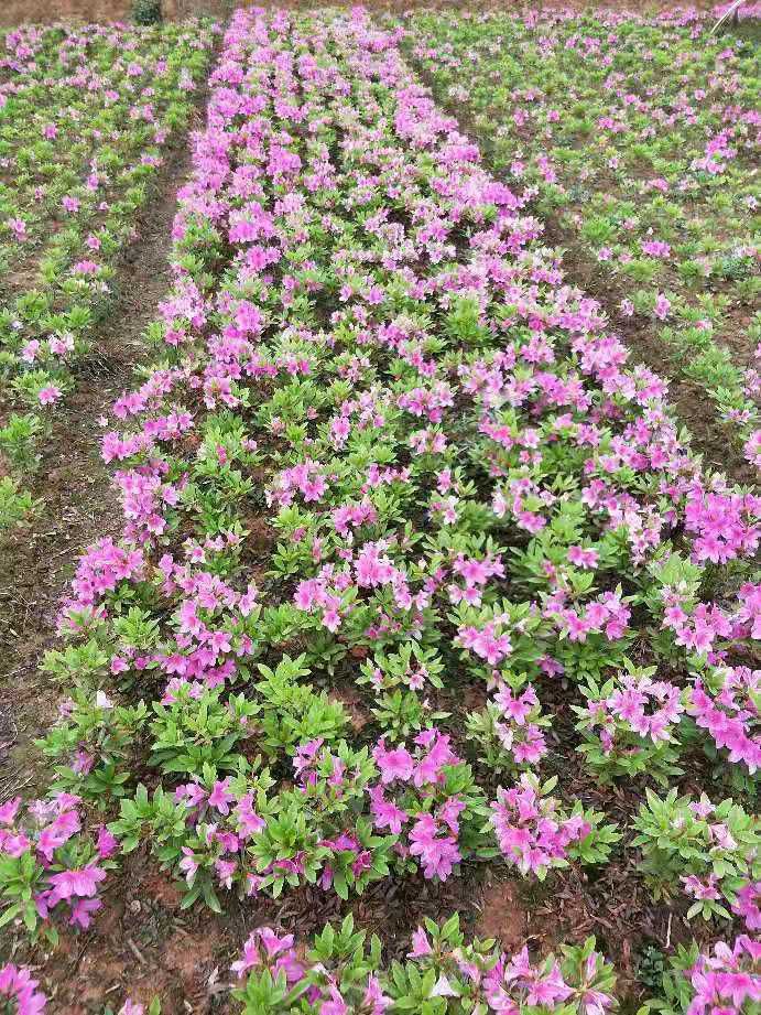 毛杜鵑價(jià)格,毛杜鵑價(jià)格大解密你的省錢攻略來了!