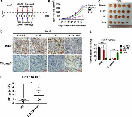 顏光美M1最新動態,科技前沿的創新引領者