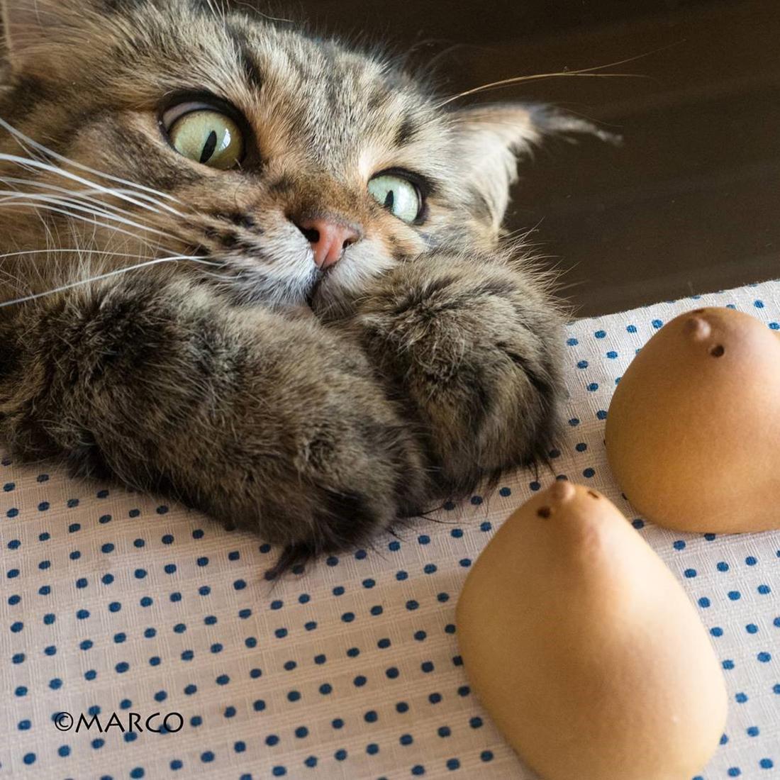 快貓最新科技產(chǎn)品革新，引領(lǐng)未來(lái)生活新潮流