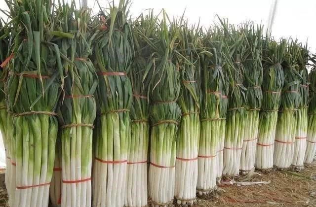 今日大蔥價(jià)格行情詳解,獲取與分析價(jià)格信息的指南