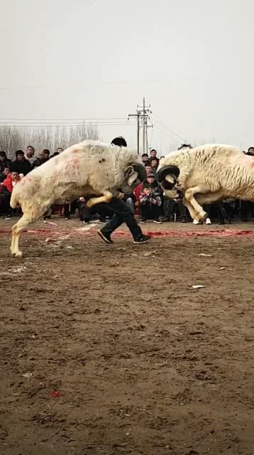 斗羊比賽殘忍視頻直播,斗羊比賽與自信的種子,變化的力量和學習的魅力
