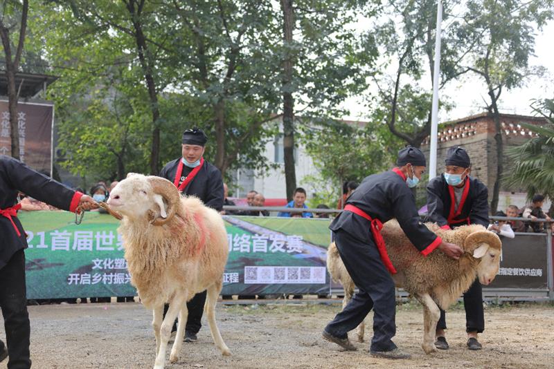 斗羊比賽殘忍視頻直播,斗羊比賽與自信的種子,變化的力量和學習的魅力