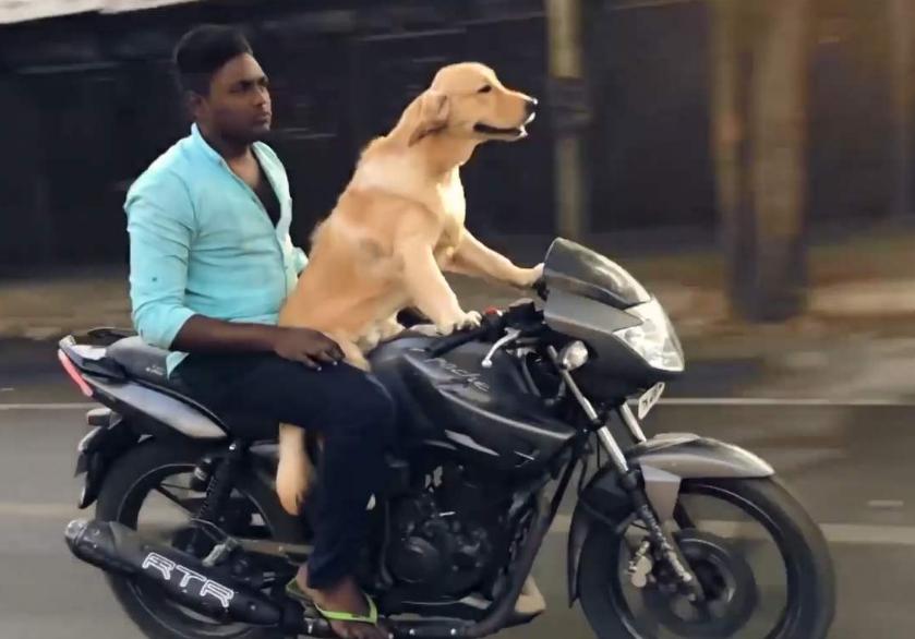 最新遛狗方式，愛的紐帶與溫馨日常的體驗