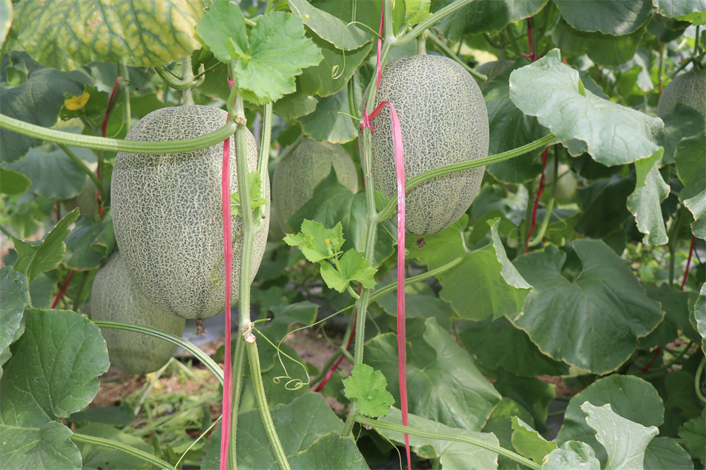 哈密瓜上市季節(jié)、品種與市場供應解析，幾月份是哈密瓜的盛宴？