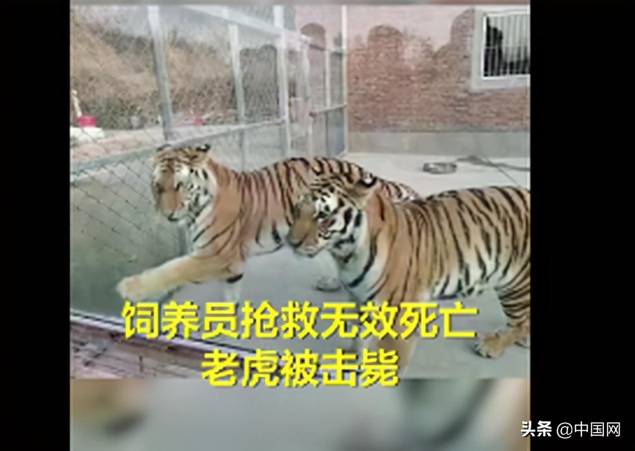 老虎傷人事件最新動態揭秘，小紅書專欄關注事件進展????