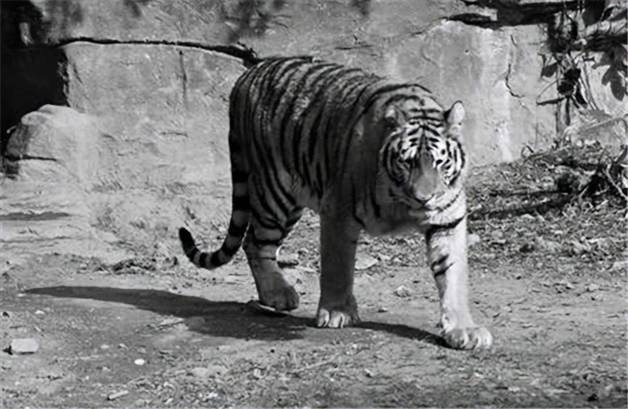 老虎傷人事件最新動態揭秘,小紅書專欄關注事件進展????