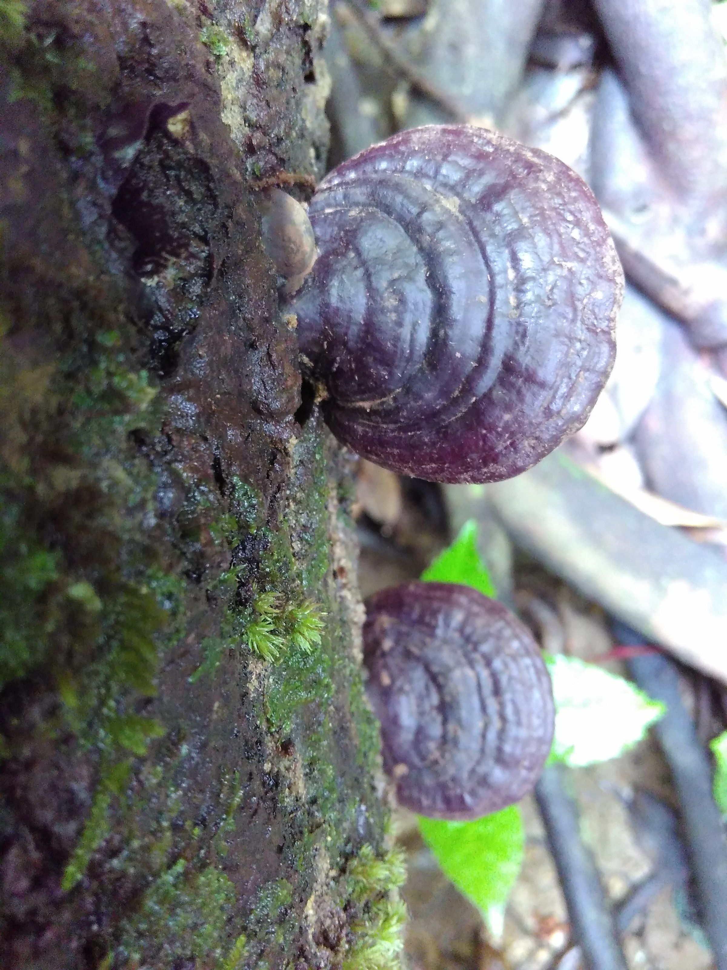 赤靈芝價格解析，市場價、市場分析與觀點探討