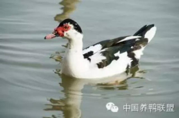 鴛鴦鴨行情，一只鴨子背后的勵志故事