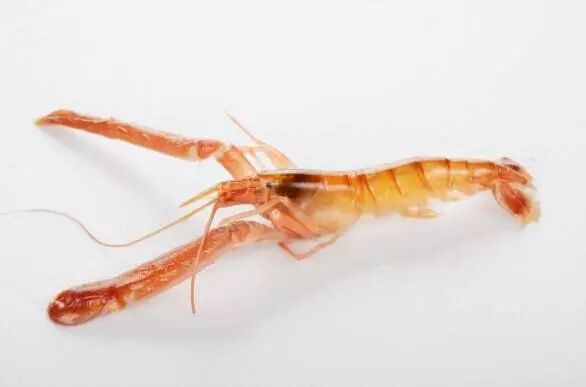 上市蝦，市場潛力與可持續(xù)發(fā)展的博弈之道