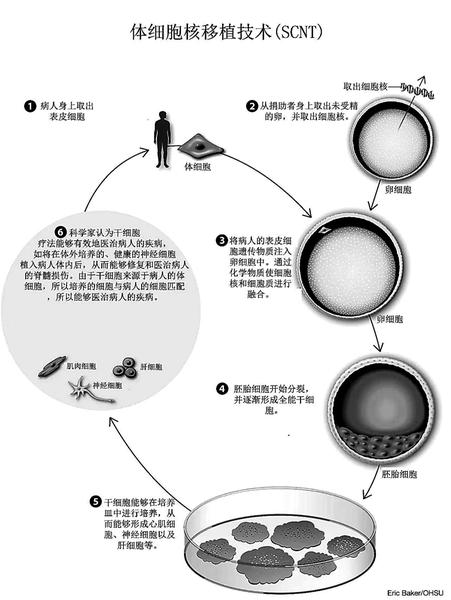 克隆技術進展動態，探索生命奧秘的旅程啟程了