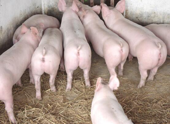 全國今日生豬行情變化，機(jī)遇與勵(lì)志的力量探索