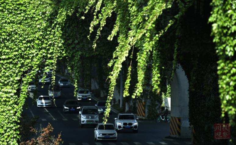 英菲克爬山虎最新版本的巷子風情探索之旅