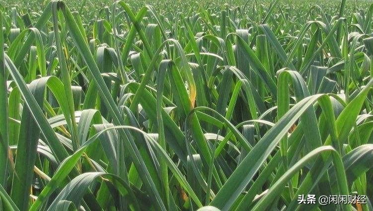 今日大豆油價格動態(tài),變化中的學(xué)習(xí)之旅與自信的種子培育之路