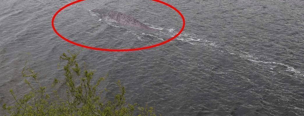 羅平板橋神秘生物最新報道，不明生物現身！