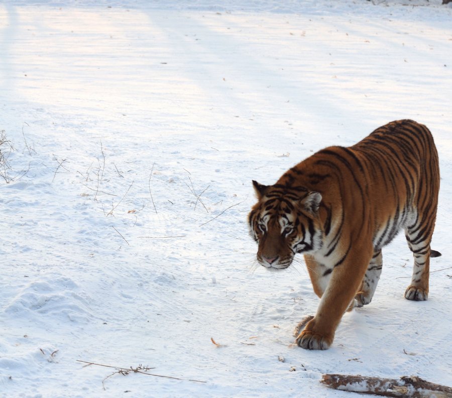 虎威演員表揭秘，舞臺(tái)之外的小日常風(fēng)采