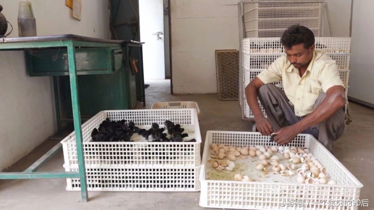 最新雛雞價格監測器，科技引領智能生活新篇章