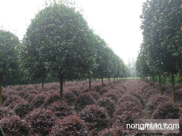 八月金桂花樹價格，智能之選，科技與自然完美融合的智能之選。