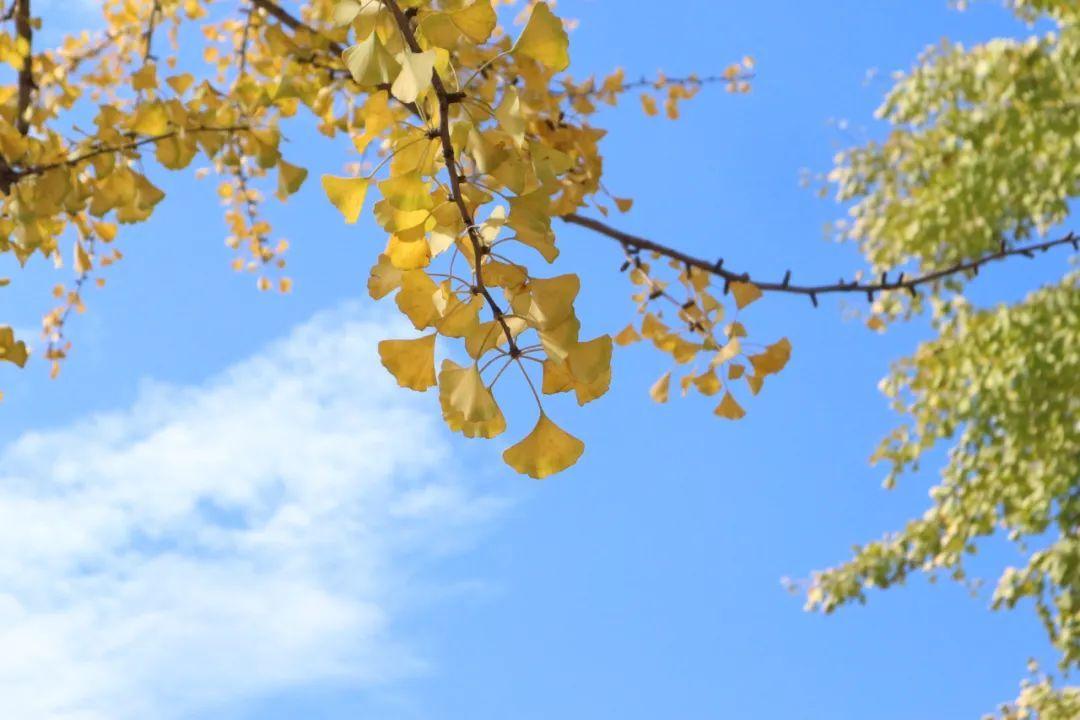 劍河綠化公司招聘啟事，尋找綠色事業(yè)伙伴，共創(chuàng)美好未來！