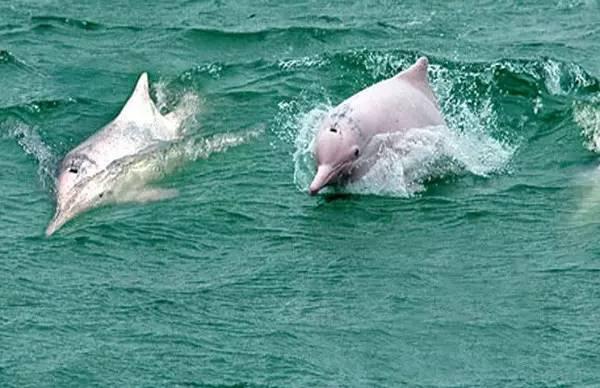 柔浪電影，情感與藝術的完美融合之旅???